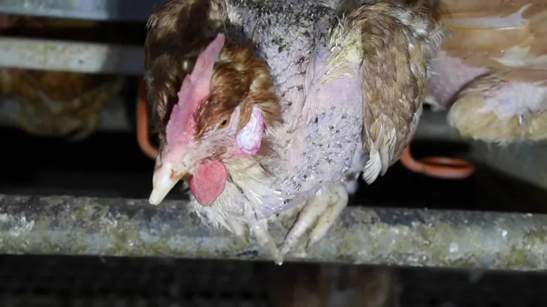 An egg-laying hen at a Costco farm