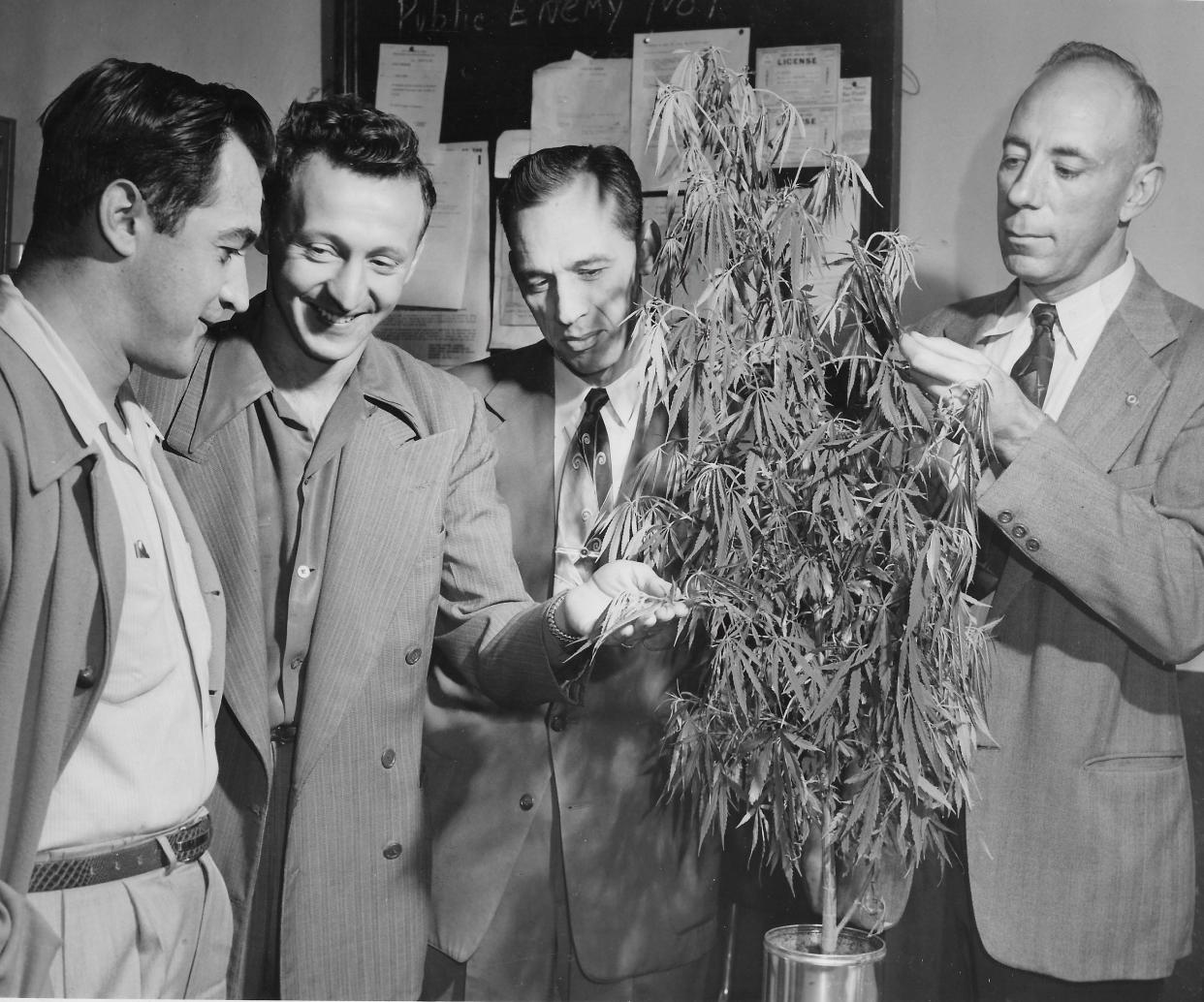 Akron police take a closer look at marijuana plants grown at the downtown station in 1951. Pictured are Patrolman Paul Yecs, Patrolman Florian Smole, Lt. Cletus McGuckin and Sgt. George Mullen. Smole grew the plants to help officers better identify them.
