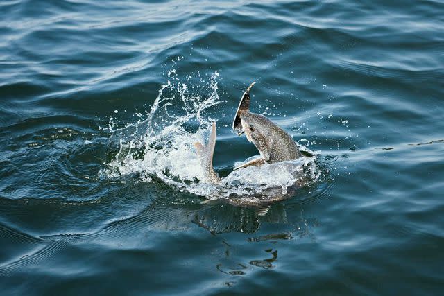 <p>Pat Kane</p> Trout in Great Slave Lake.