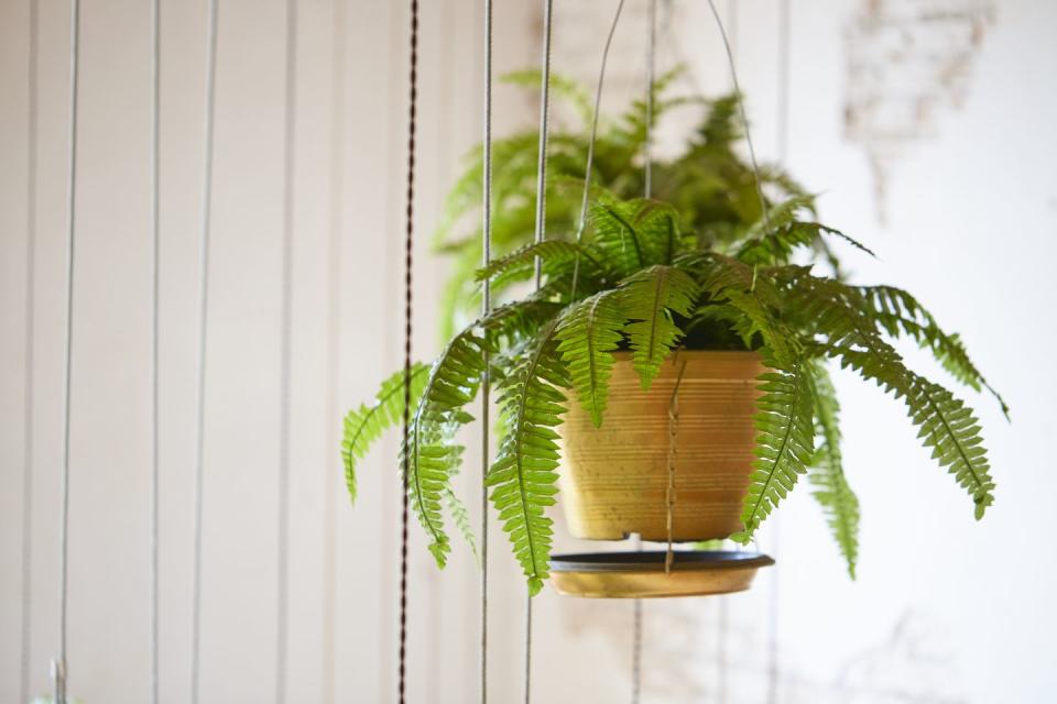 9) Boston Fern