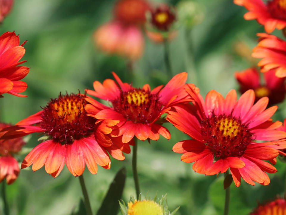 orange and redGaillardia flowers