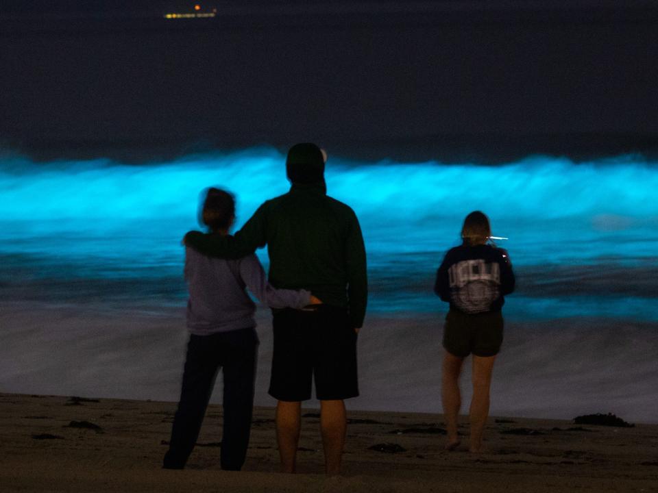 people on Hermosa beach looking at waves glowing bright blue at night with bioluminescent blooms.