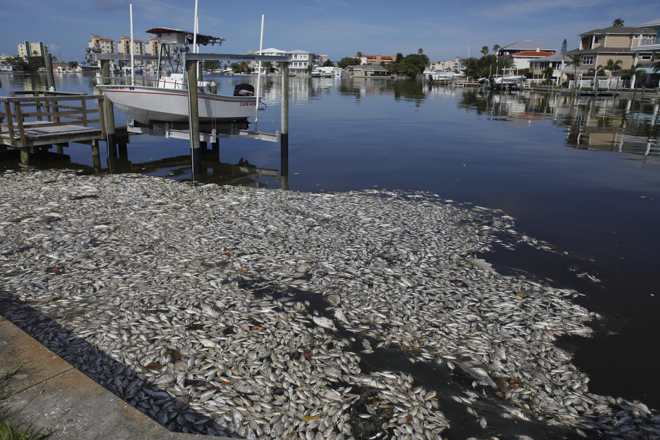 Thousands of dead fish float in the Boca Ciega Bay located near the mouth of Madeira Beach on July 21, 2021 in Madeira Beach, Florida. Red tide, which is formed by a type of bacteria, has killed several tons of marine life in Florida so far this year. (Octavio Jones/Getty Images)