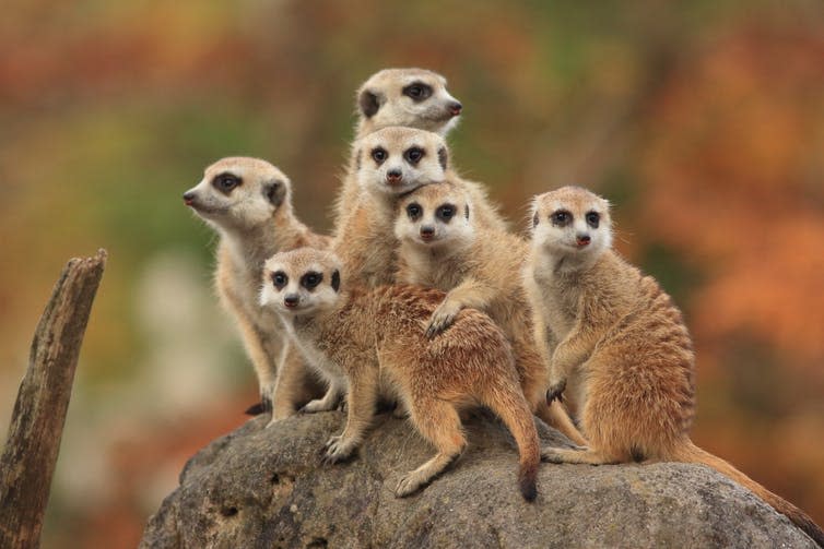 <span class="caption">Meerkats, like humans, share child rearing with others, unlike burying beetles where it is just the biological parents.</span> <span class="attribution"><a class="link " href="https://www.shutterstock.com/download/success?u=http%3A%2F%2Fdownload.shutterstock.com%2Fgatekeeper%2FW3siZSI6MTUzOTcyMTM4OCwiYyI6Il9waG90b19zZXNzaW9uX2lkIiwiZGMiOiJpZGxfNTY0NzcyNjk2IiwiayI6InBob3RvLzU2NDc3MjY5Ni9odWdlLmpwZyIsIm0iOjEsImQiOiJzaHV0dGVyc3RvY2stbWVkaWEifSwiQTRZbWo4cEJhMHkvSkxwam1YN3VkTDRRd2xjIl0%2Fshutterstock_564772696.jpg&pi=33421636&m=564772696&src=fqvegbZXZg1nOFls5DEtAw-1-4" rel="nofollow noopener" target="_blank" data-ylk="slk:Shutterstock;elm:context_link;itc:0;sec:content-canvas">Shutterstock</a></span>