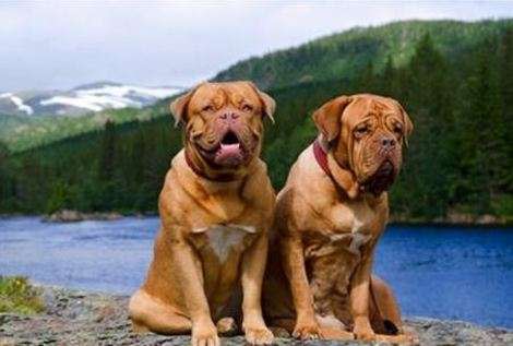 Dogue de Bordeaux via Shutterstock