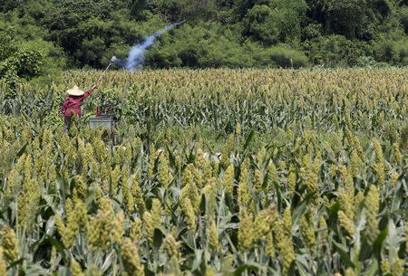 A farmer sets off firecrackers to scare off birds in a sorghum field in Kinmen county, Taiwan, September 8, 2015. REUTERS/Pichi Chuang