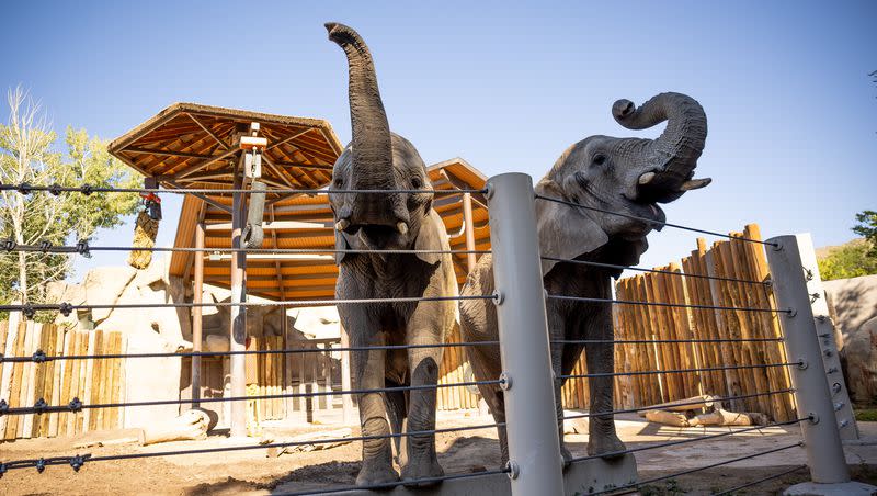 African elephants Zuri and Christie are pictured at the Hogle Zoo in Salt Lake City on Saturday, Sept. 23, 2023. The zoo’s two African elephants, Christie, 37, and her daughter, Zuri, 14, are being transferred to another accredited zoo where the elephants will have a chance to breed.