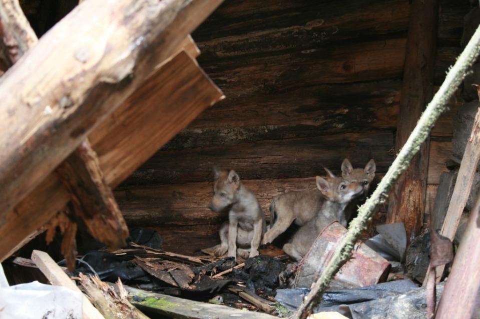 Wolves have continued to breed in the Chernobyl zone, making lair inside abandoned house. adventure – stock.adobe.com