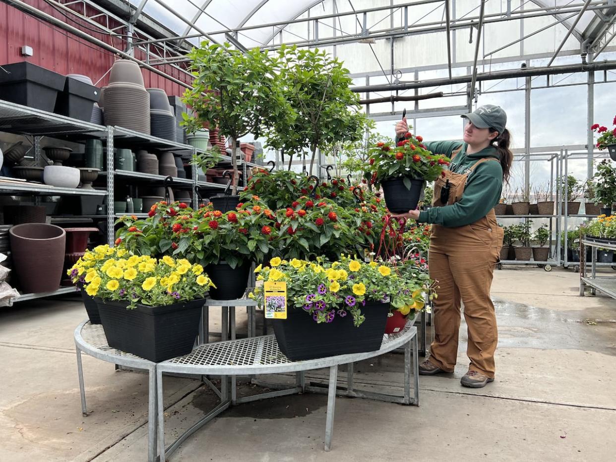 Kaytlynn Harding tends to plants at the Cobblestone Garden Centre in southeast Calgary. Cobblestone owner Tricia Katelnikoff said the rising cost of living, even more than cold weather this spring, is slowing demand for new plants.  (Submitted by Cobblestone Garden Centre - image credit)