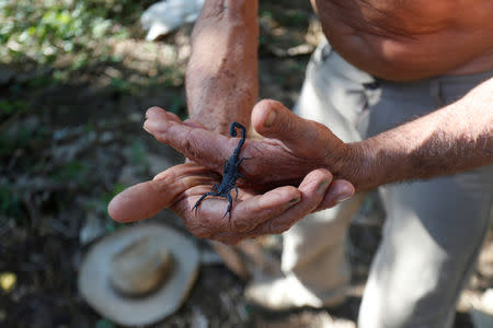 Farmer Pepe Casanas shows a scorpion in Los Palacios, Cuba, December 5, 2018. REUTERS/Stringer