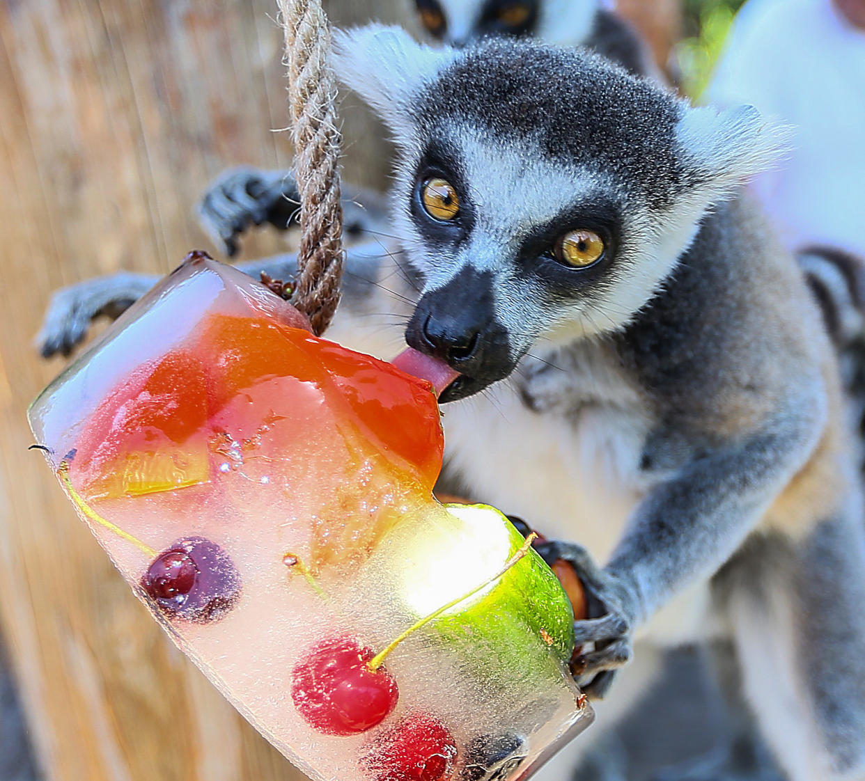 https://www.gettyimages.co.uk/detail/news-photo/lemur-tries-to-eat-specially-prepared-iced-fruit-to-cool-news-photo/542122694