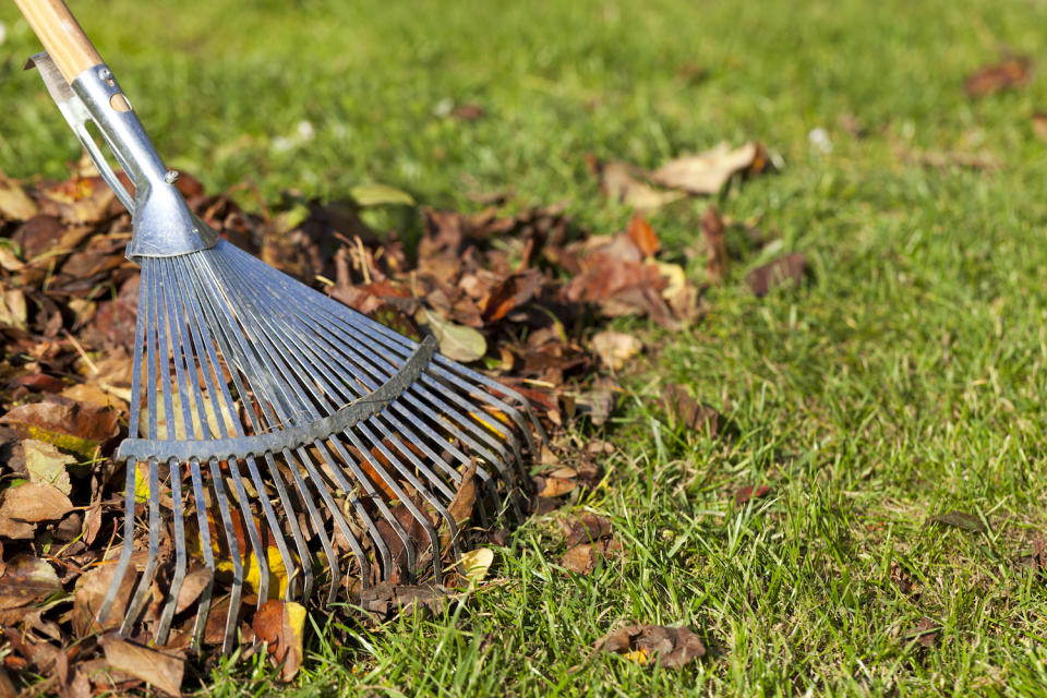 raking leaves on a lawn in fall