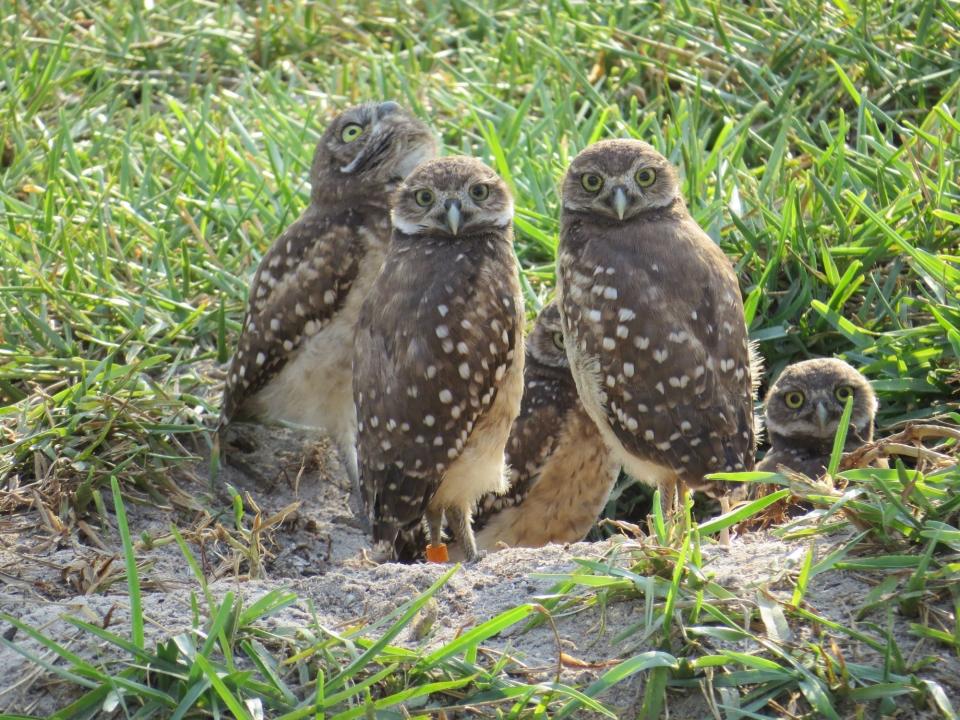 Five burrowing owl chicks stick close together at the entrance to their burrow. The chicks’ mother was injured by a vehicle strike.