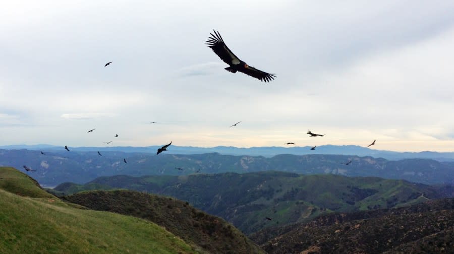 This Jan. 30, 2015 photo provided by the U.S. Fish and Wildlife Service shows more than 20 California condors soaring over Tom’s Canyon at the Hopper Mountain National Wildlife Refuge near Fillmore in southern California, about 65 miles northwest of Los Angeles. Officials with the U.S. Fish and Wildlife Service said Monday, Feb. 22, 2016, that for the first time in decades, more condors hatched and fledged in the wild last year than adult wild condors died. (Joseph Brandt/U.S. Fish and Wildlife Service via AP)