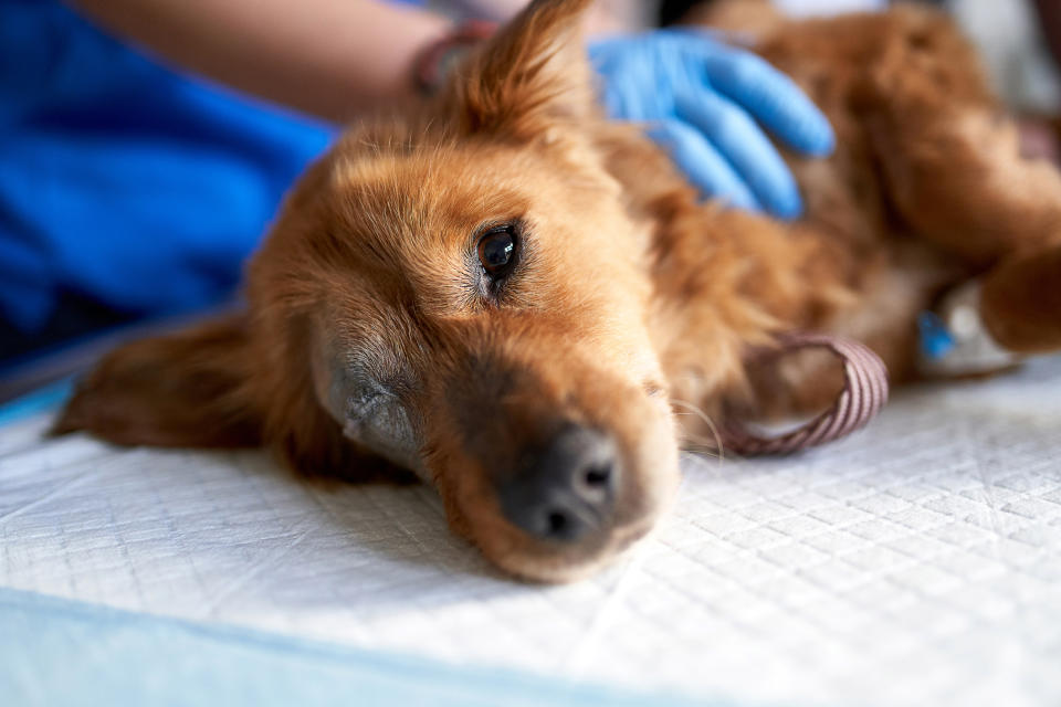 A dog on a vet table with one eye missing