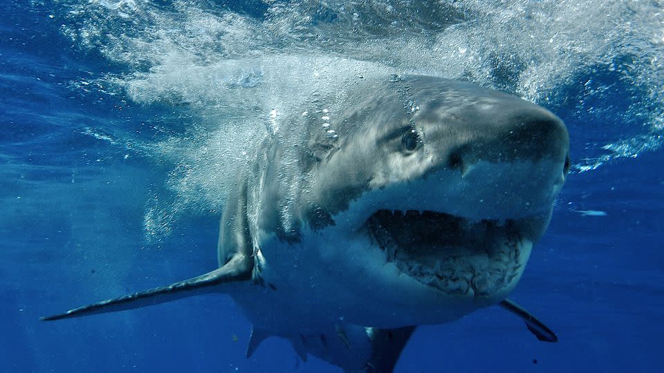 A great white shark swims off Guadalupe Island in  Baja California, Mexico. It hosts one of the most prolific populations of great white sharks in the world. - Kike Calvo/AP
