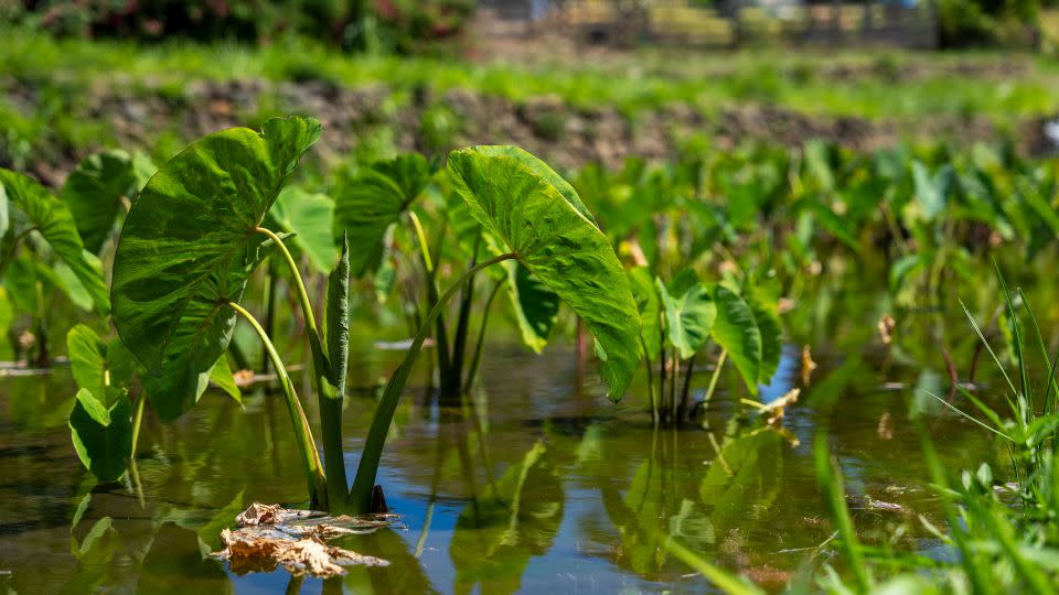 Taro plants are seen at Hokuao Pelligrino's family farm in Wailuku on Maui on August 20, 2023. - Evelio Contreras/CNN