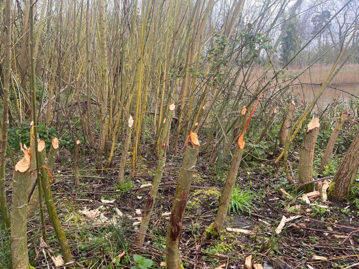 Coppiced willow