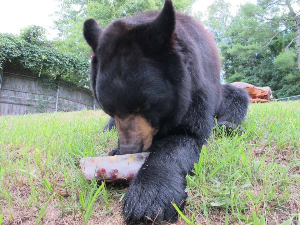 Black bears in the wild are omnivores, meaning they eat animal protein and plant material