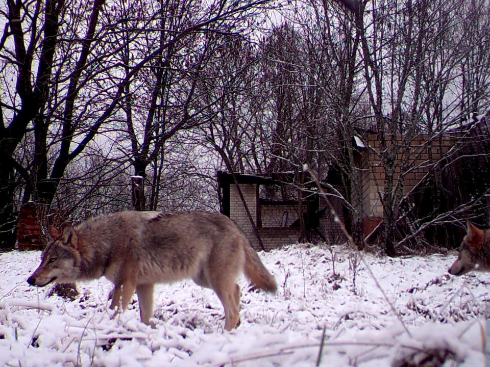 Chernobyl wildlife