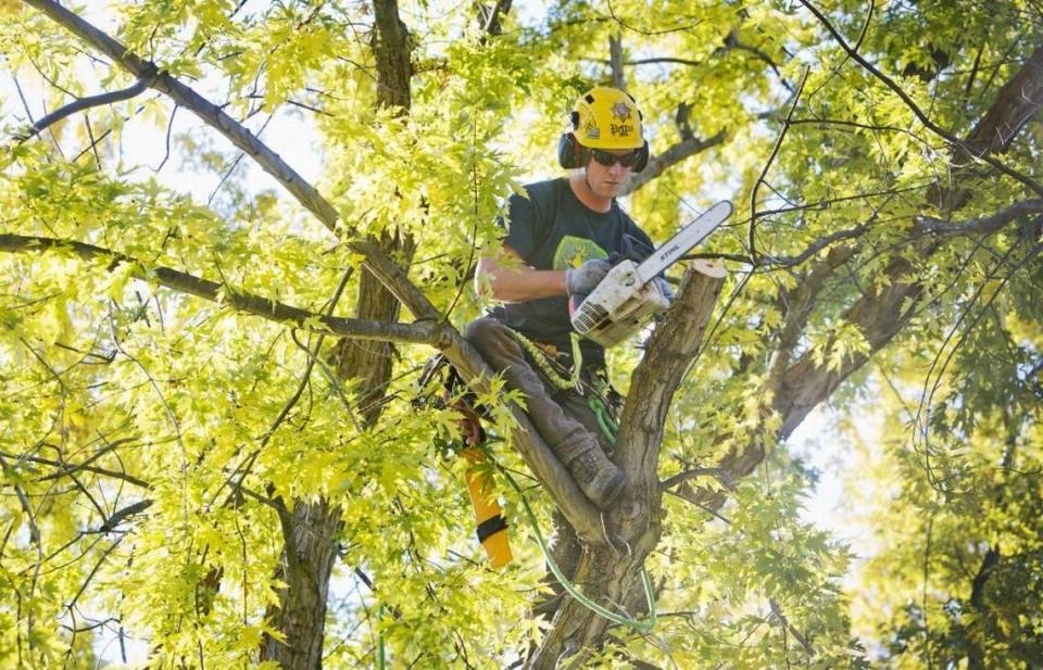 North End Tree Service’s Wyatt Pettis trims a silver maple tree for a homeowner. The silver maple is the No. 1 cause of property damage to houses and cars, says business owner Dan Zach.