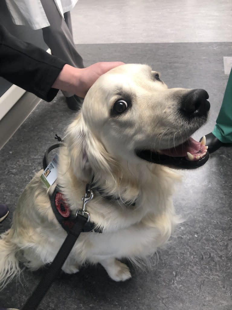 El perrito se encarga de aliviar el estrés de los trabajadores. Foto: Shari Dunaway