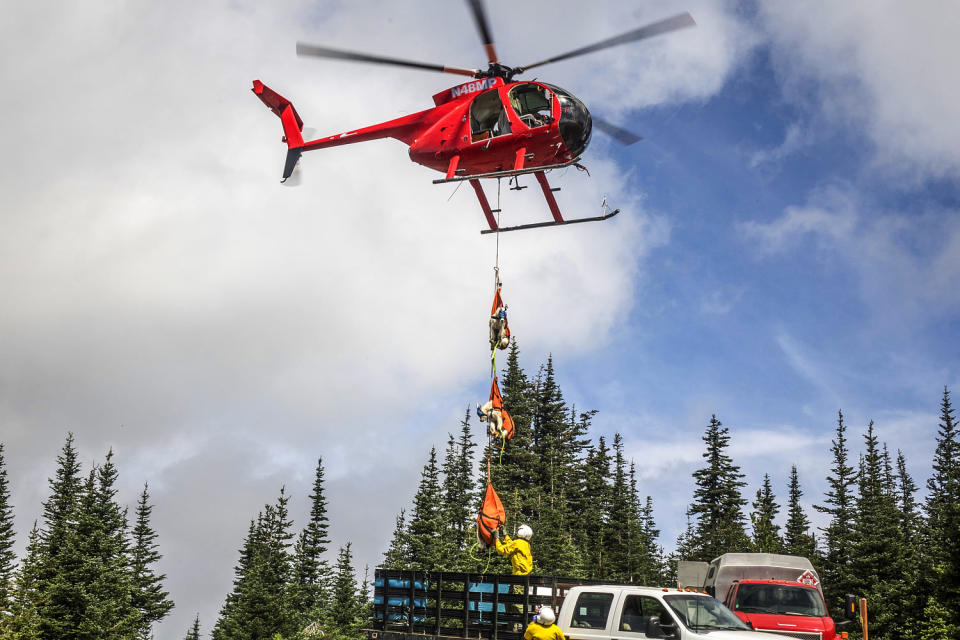 Mountain goats are transported by helicopter (John Gussman / National Park Service)