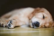 Dog sleeping on floor