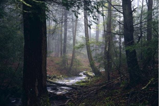 Catskill Region woodland photos taken by photographer Chris Heim