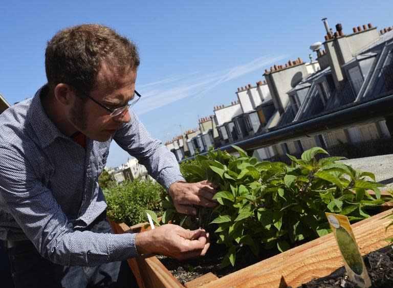 Nicolas Bel, gardener and founder of the Topager company, which specializes in urban vegetable gardens, checks plants on the rooftop of the Ferrandi School of Culinary Arts in Paris