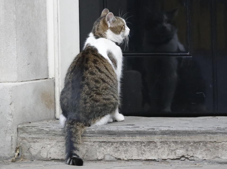 FILE - In this Wednesday, July 13, 2016 file photo, Larry the Downing Street cat sits on the steps of 10 Downing Street in London, after Britain's Prime Minister David Cameron left to face prime minister's questions for the last time. Monday, Feb. 15, 2021 marks the 10th anniversary of rescue cat Larry becoming Chief Mouser to the Cabinet Office in a bid to deal with a rat problem at 10 Downing Street. (AP Photo/Frank Augstein, file)