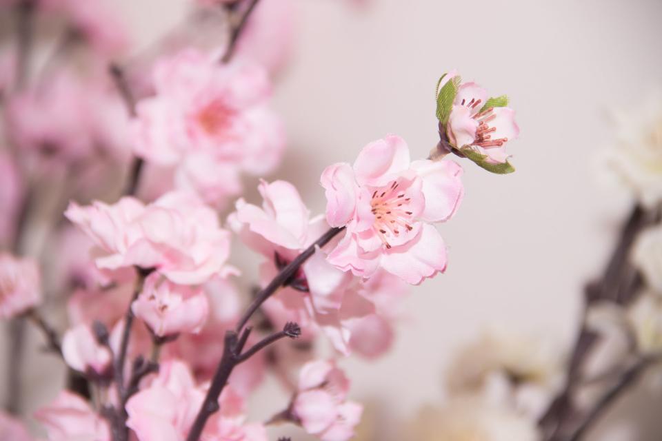 Amazon's Selling Beautiful Cherry Blossom Trees That You Can't Kill