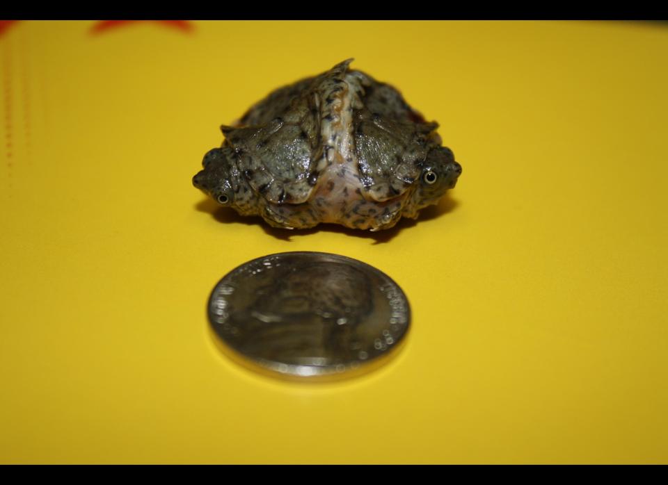 The two heads of this razorback musk turtle have been named Teeny and Tiny by Todd Ray of the Venice Beach Freakshow. He believes it is the smallest two-headed turtle he's ever seen.