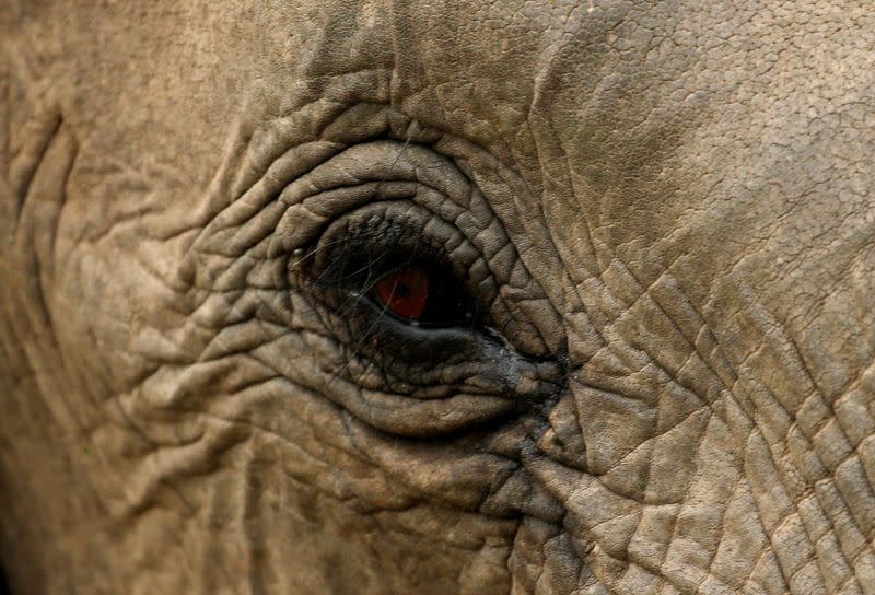 FILE PHOTO: An elephant is pictured at a game reserve adjacent to the world-renowned Kruger National Park in Mpumalanga province