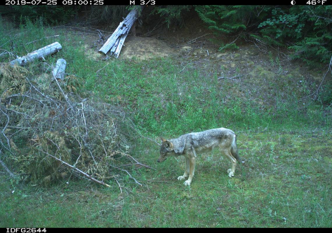 Idaho Department of Fish and Game captured this wolf on a game camera in July of 2019 during a population survey of the animals. Idaho Department of Fish and Game