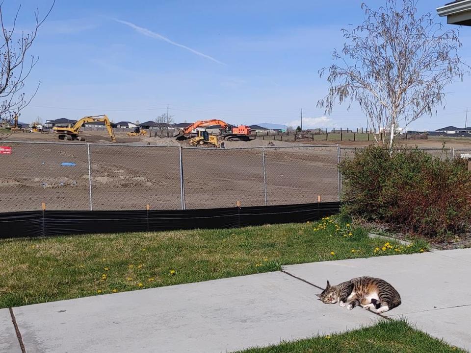 A friendly cat at the Tierra Vida apartments in east Pasco is unperturbed by earth moving equipment preparing land next door for Tierra Vida Phase III, 725 S. Road 30 E.
