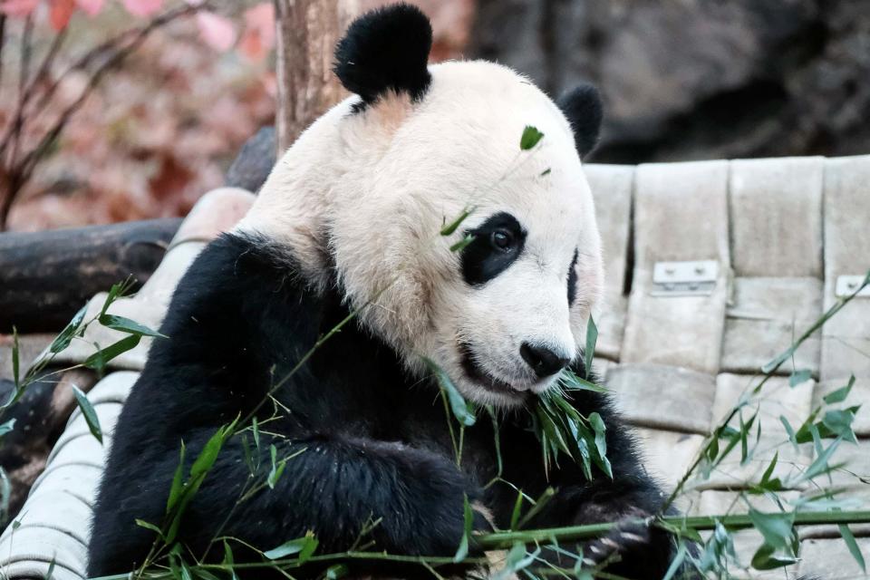 Giant panda Bei Bei eats bamboo before heading back to China (AP)