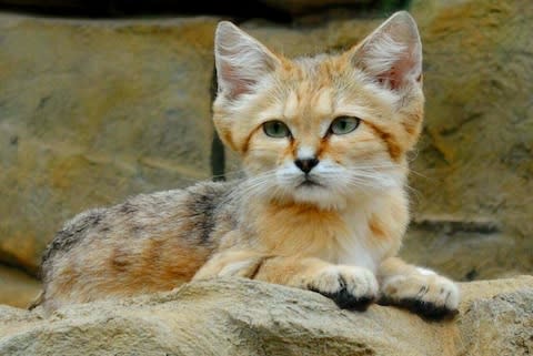 The world's smallest wild cat - Credit: getty