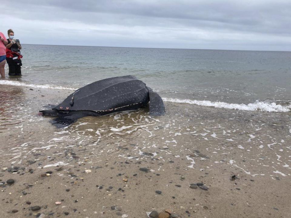 Leatherback rescue