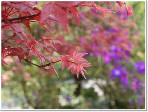 春天˙楓葉紅了~【台北奧萬大】賞楓好地方