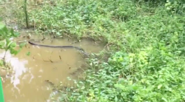 The 5m cobra slithered away into a nearby pond, while the python was found dead. Picture: Newsflare