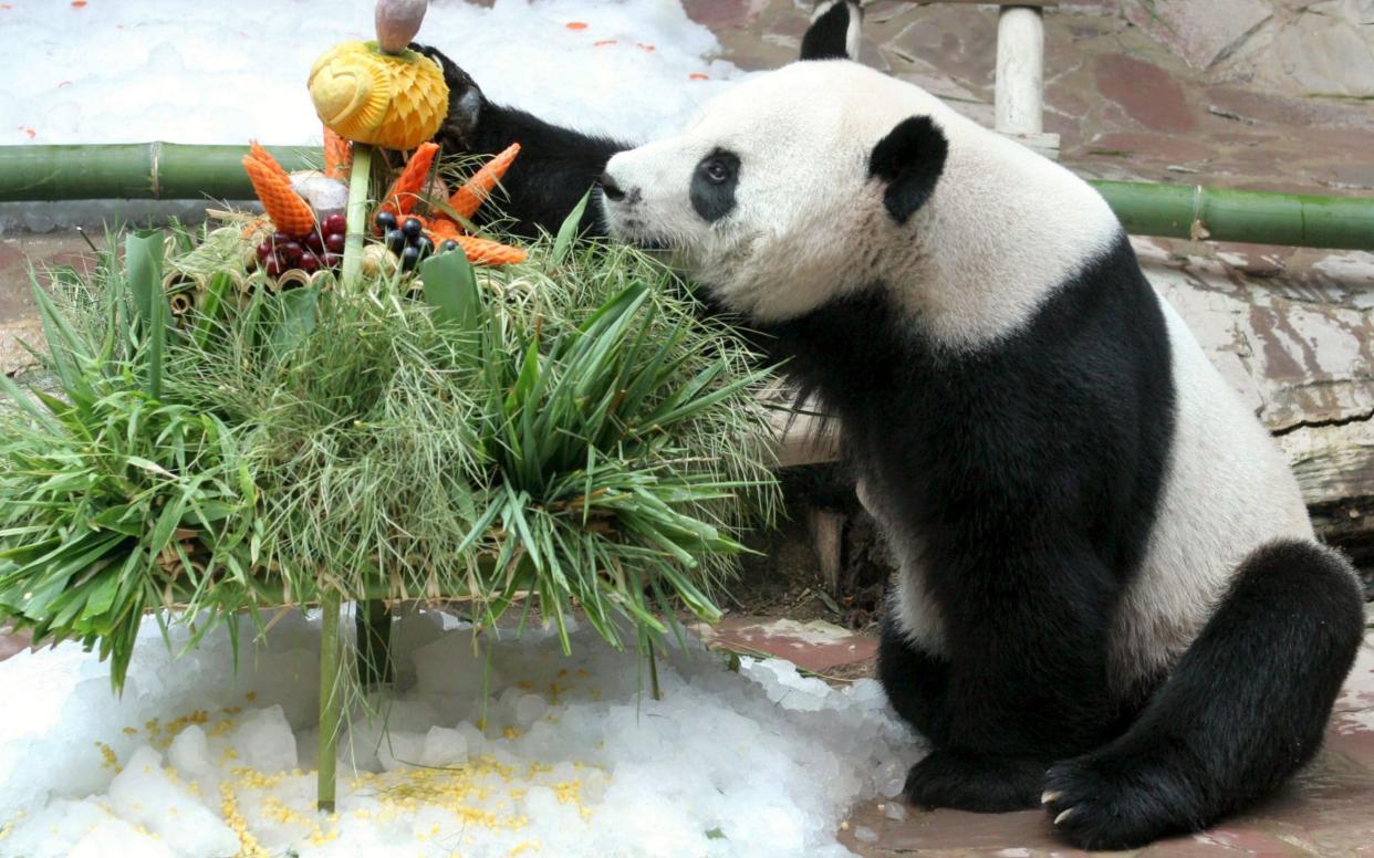 Chuang Chuang enjoying his birthday cake during a 2007 birthday celebration in Chiang Mai Zoo - REX