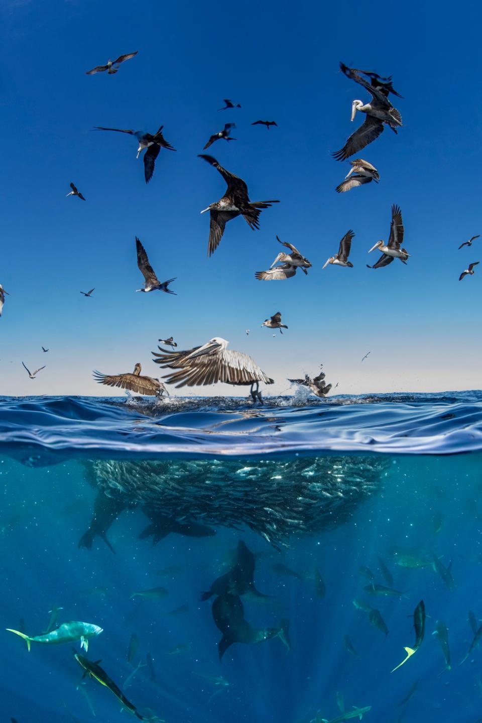 Pelicans dive from the sky.