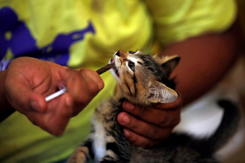 A medical technician and groomer gives cat a vitamin treatment at a cat shelter called "Rumah Kucing Parung" in Bogor
