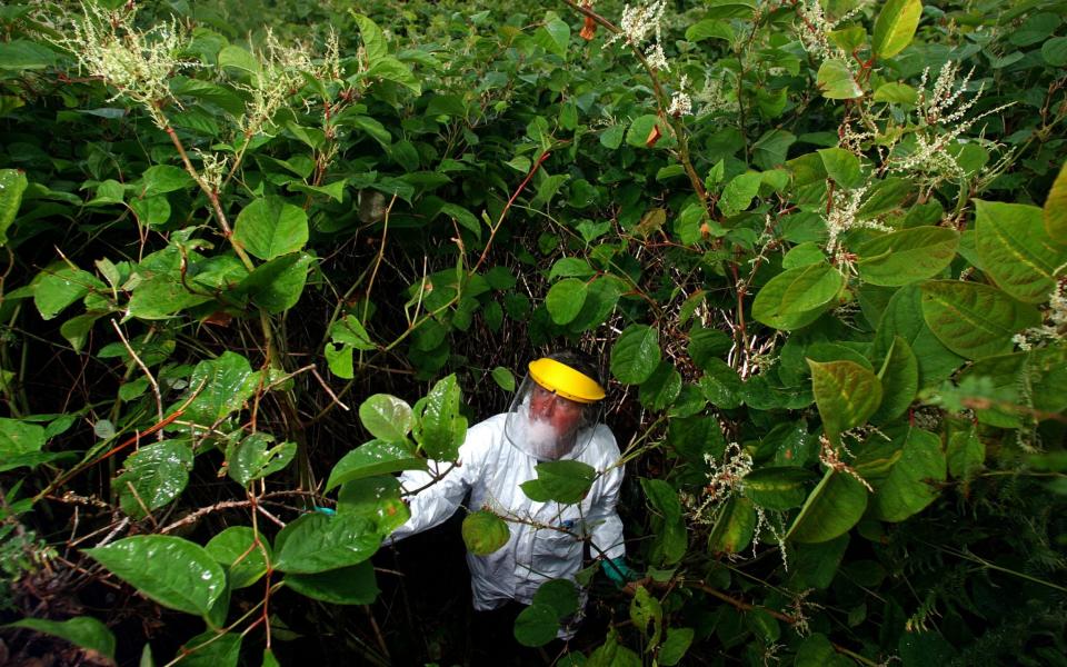 Japanese Knotweed was once an ornamental plant, but now it destroys homes - Alamy