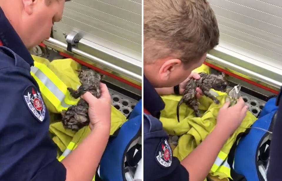 After pulling it free, NSW firefighters soon realised the kitten wasn’t breathing and quickly performed CPR. Source: Fire and Rescue NSW