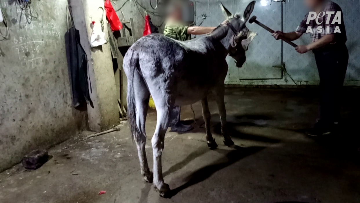 At least 1.8 million donkey hides are traded a year: PETA Asia