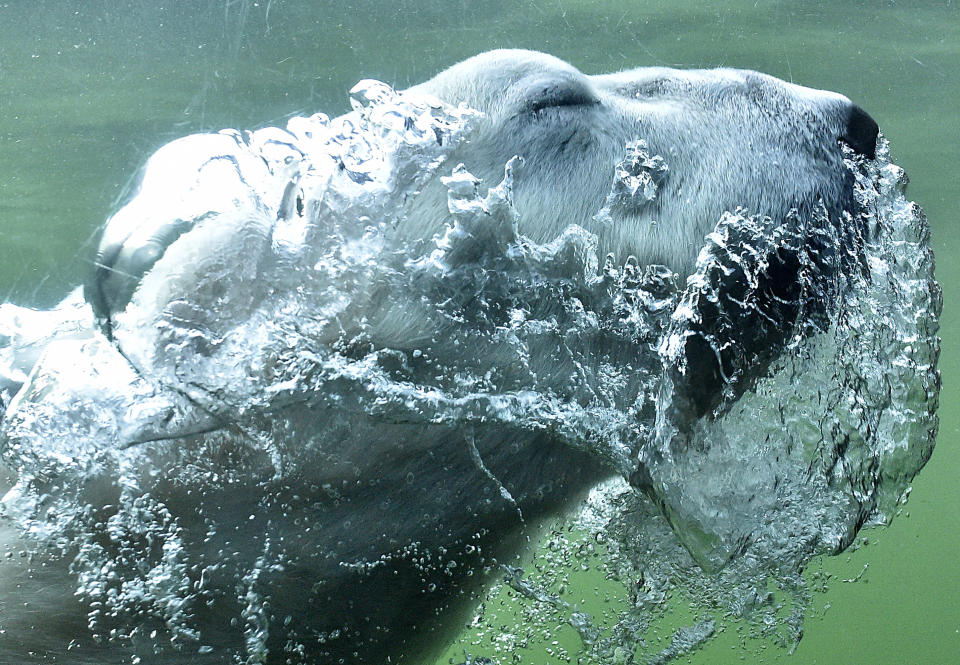 A polar bear blows bubbles as he dives in the water at its enclosure during warm late summer at the zoo in Gelsenkirchen, Germany, Oct. 16, 2018. (Photo: Martin Meissner/AP)