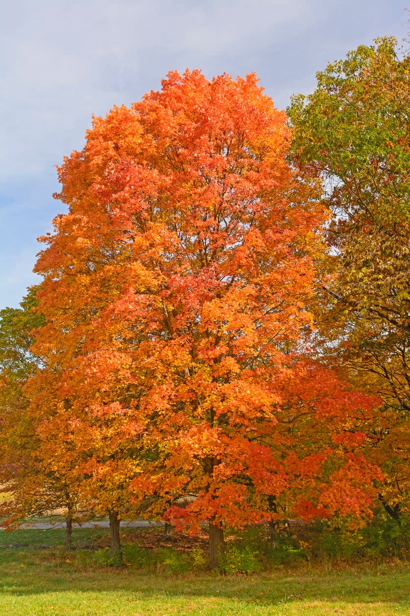 best trees for backyard sugar maple with bright orange leaves in autumn