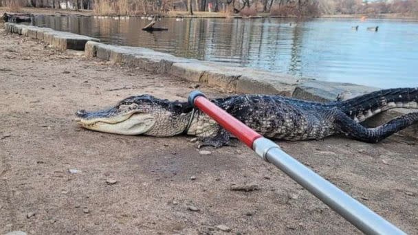 PHOTO: A four-foot-long alligator has been recovered from a lake in Prospect Park in Brooklyn, New York. (Courtesy of NYC Parks)